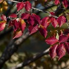 Dogwood leaves in Autumn